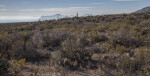 Dry Shrubs along the Chihuanhuan Desert Trail of Big Bend National Park