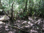 Dry Swamp