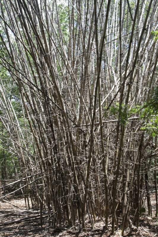Dry, Upright, Tall Bamboo