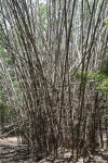 Dry, Upright, Tall Bamboo