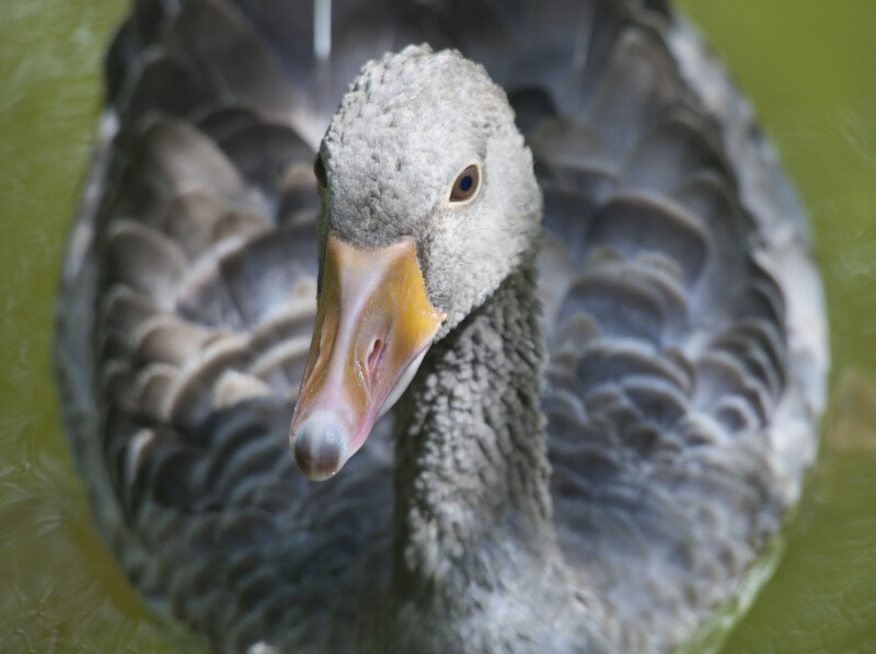 Duck Close Up
