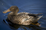 Duck on Pond