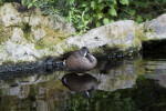 Duck Resting in Water at The Florida Aquarium