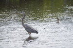 Duck Swimming Behind Heron