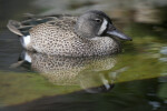 Duck Swimming in Water at the Florida Aquarium