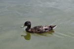 Duck Swimming