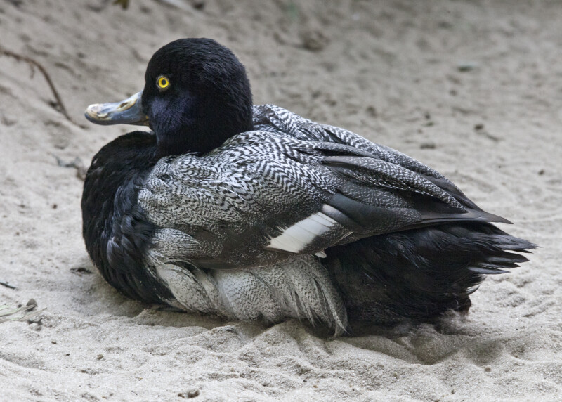 Duck with Black and Grey Feathers Resting in Sand