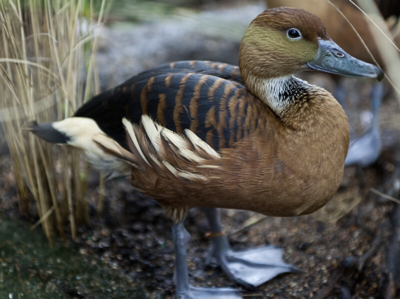 Duck with Brown Feathers of Various Shades