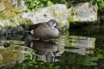 Duck with Dark Coloring Standing in Water