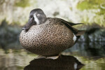 Duck with Eye Squinted