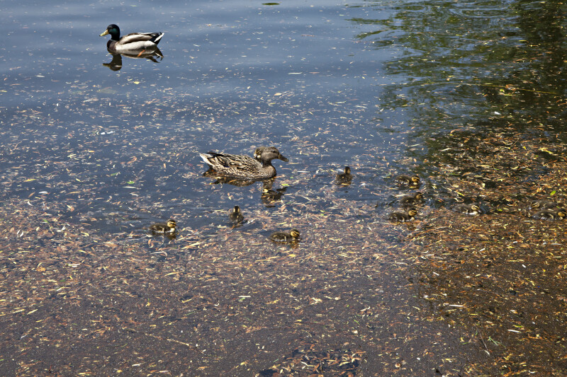 Ducks and Ducklings Swimming in Water at the Boston Public Garden
