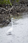 Ducks and Egret by the Shore