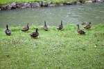 Ducks at Englischer Garten