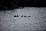 Ducks Feeding