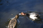 Ducks Going for Food