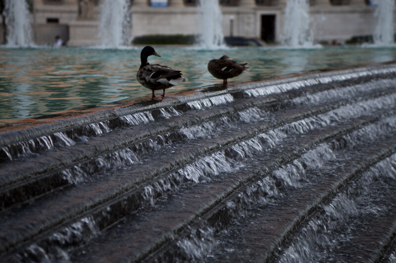 Ducks in Water