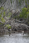 Ducks Near the Shore