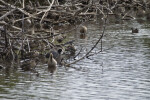 Ducks on the Shore