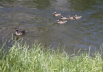 Ducks on the Water