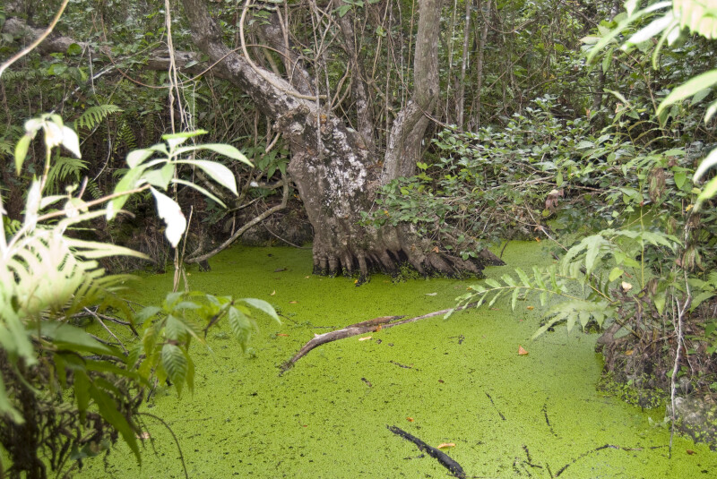 Duckweed Pond