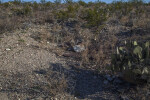 Dugout House Along the Chihuanhuan Desert Trail of Big Bend National Park