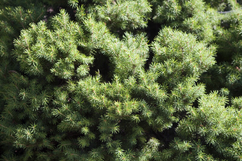 Dwarf Alberta Spruce Detail