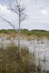 Dwarf Bald Cypress