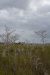 Dwarf Bald Cypress and Sky