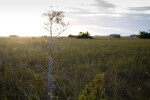 Dwarf Bald Cypress at Sunset