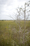 Dwarf Bald Cypress Close-Up