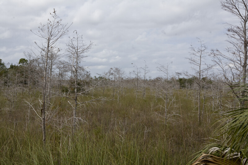 Dwarf Bald Cypress Forest in Everglades