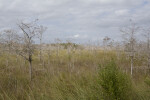 Dwarf Bald Cypress Forest