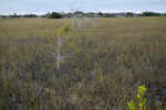 Dwarf Bald Cypress in Everglades