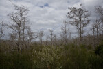 Dwarf Bald Cypress in the Everglades