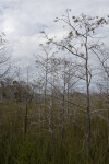 Dwarf Bald Cypress in the Sawgrass