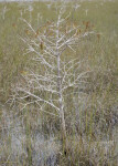 Dwarf Bald Cypress in Water