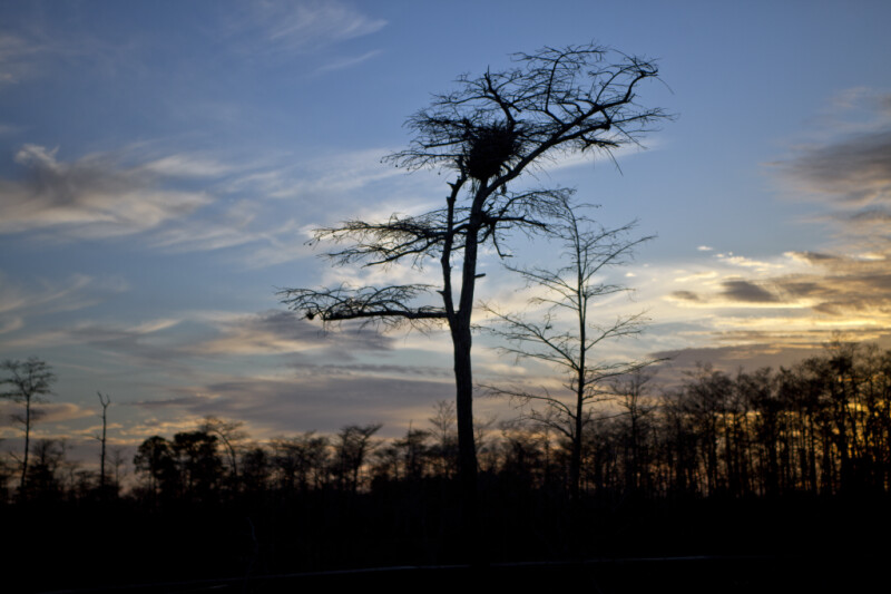 Dwarf Bald Cypress Tree at Sunset