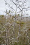 Dwarf Bald Cypress Trees