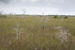 Dwarf Bald Cypress Trees in Sawgrass