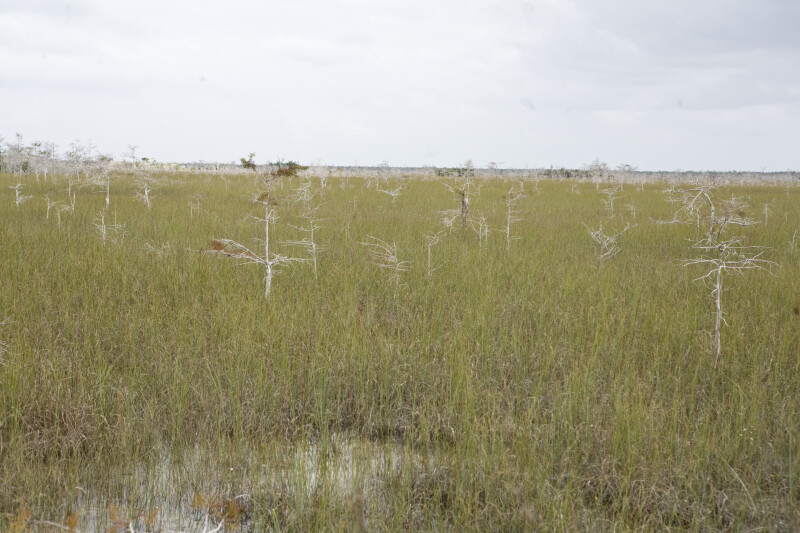 Dwarf Bald Cypress Trees in the Everglades | ClipPix ETC: Educational ...