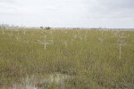 Dwarf Bald Cypress Trees in the Everglades