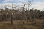 Dwarf Bald Cypress Trees with Thin Trunks and Bare Branches