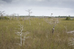 Dwarf Bald Cypress Trees