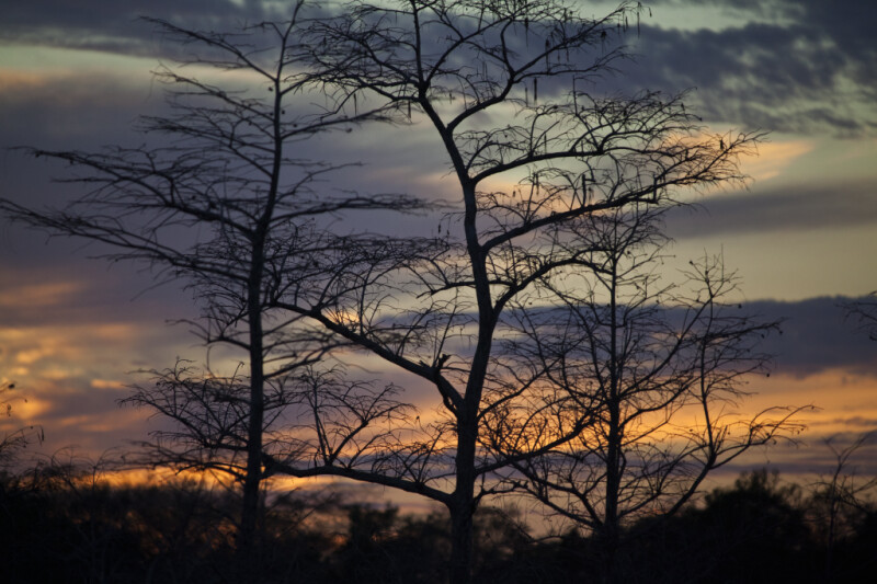 Dwarf Bald Cypress with Bare Branches Pictured Against Purple Sky
