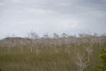 Dwarf Bald Cypresses