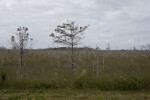 Dwarf Bald Cypresses in Everglades