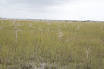 Dwarf Bald Cypresses in Sawgrass