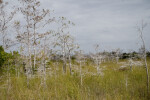 Dwarf Bald Cypresses in the Sawgrass