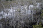 Dwarf Bald Cypresses