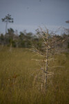 Dwarf Cypress and Other Trees